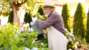 A senior man with a grey beard, straw hat, and apron watering hydrangea flowers with a metal watering can in a sunny garden.