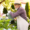 A senior man with a grey beard, straw hat, and apron watering hydrangea flowers with a metal watering can in a sunny garden.